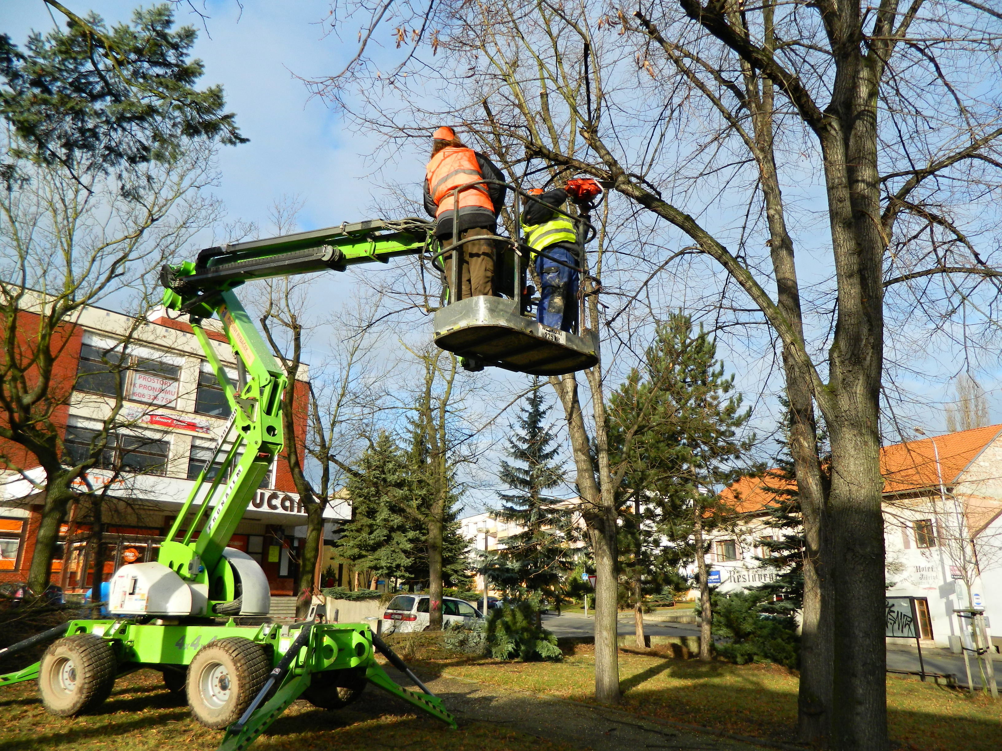 Prořezávka starších lip v parku